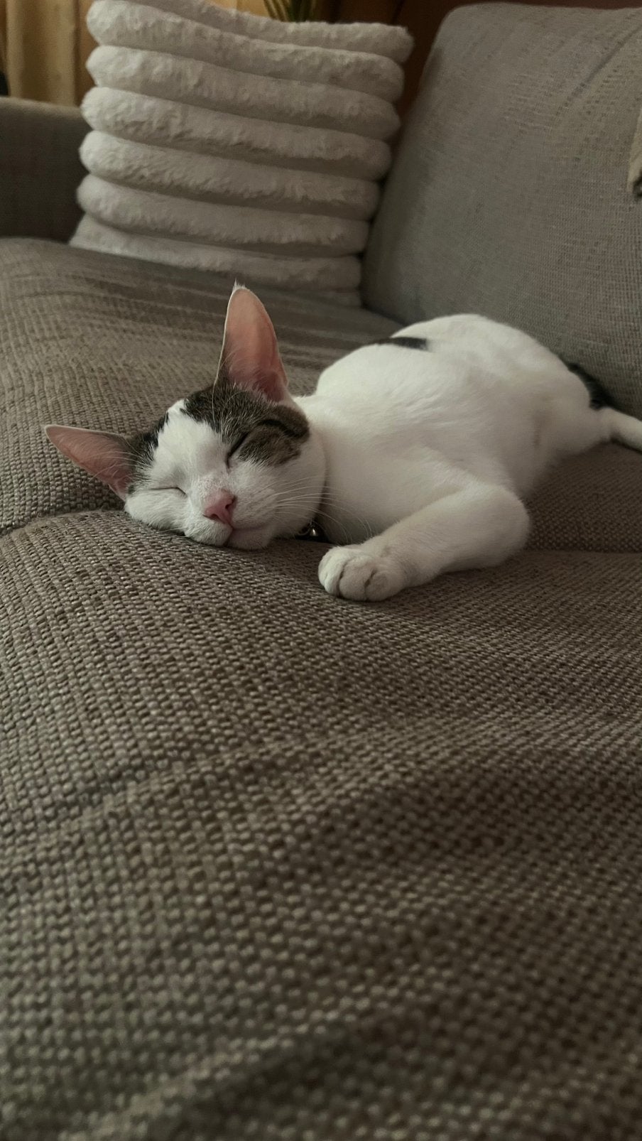 Gezocht: Een 5-sterrenhuisje voor mijn lieve poes Lulu!, Dieren en Toebehoren, Katten en Kittens | Raskatten | Korthaar, Poes