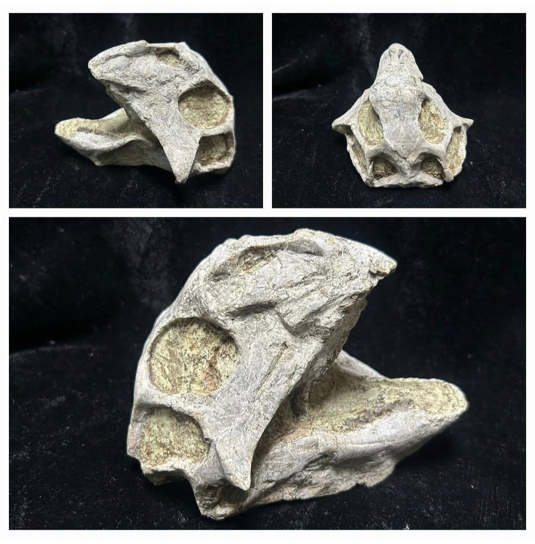 Psittacosaurus schedel, Ophalen of Verzenden, Fossiel
