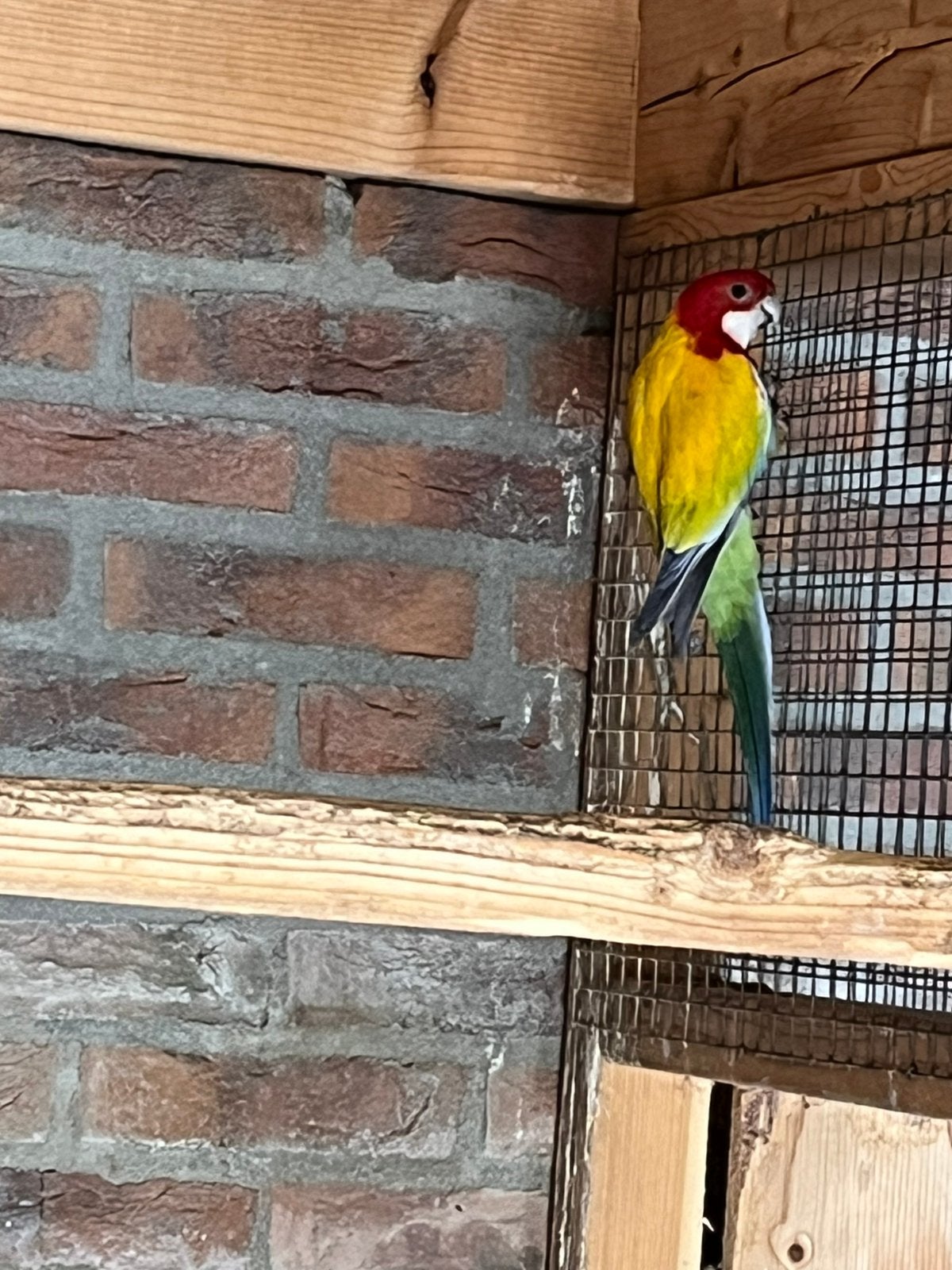 Rosella golden man, Dieren en Toebehoren, Vogels | Parkieten en Papegaaien, Mannelijk, Parkiet