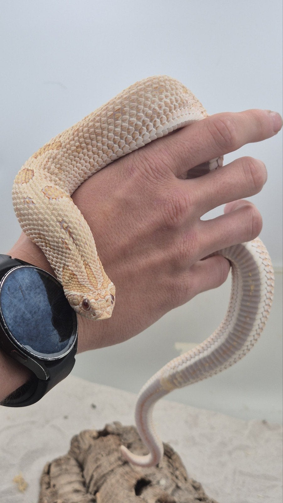 Volwassen haakneusslang vrouw Hognose Snake photo 2