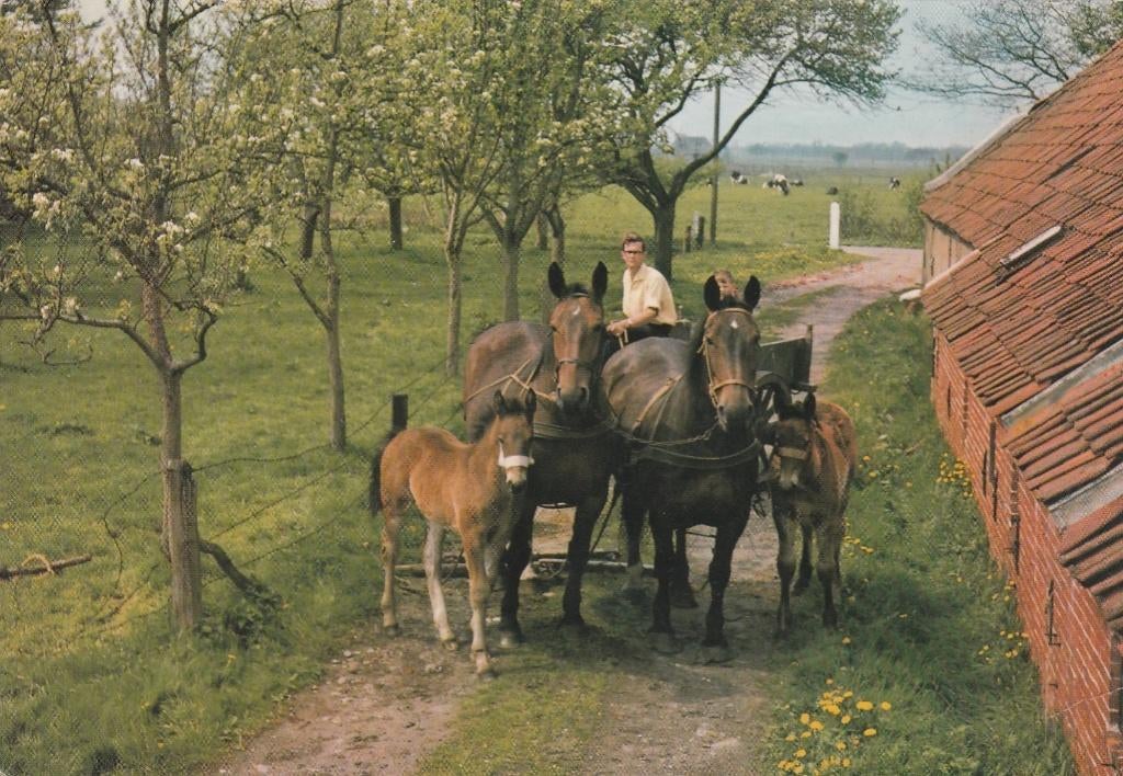 NUNSPEET Paarden, Verzenden, 1960 tot 1980, Gelopen, Gelderland