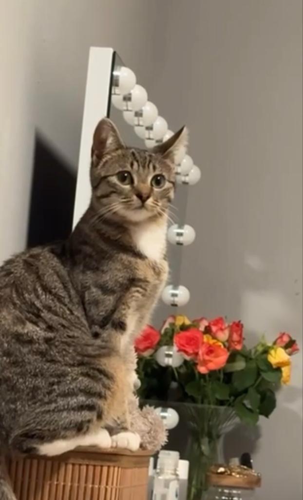 Liefdevol thuis gezocht voor 3 lieve Europese kortharen, Dieren en Toebehoren, Katten en Kittens | Overige Katten, Kater