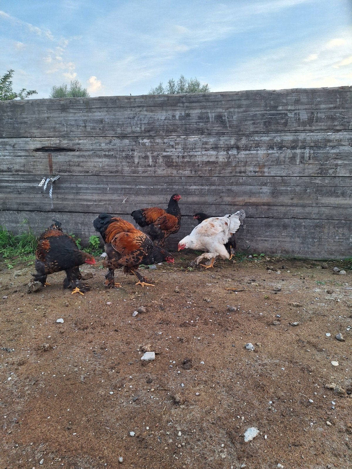 mooie brahmas., Dieren en Toebehoren, Meerdere dieren, Kip