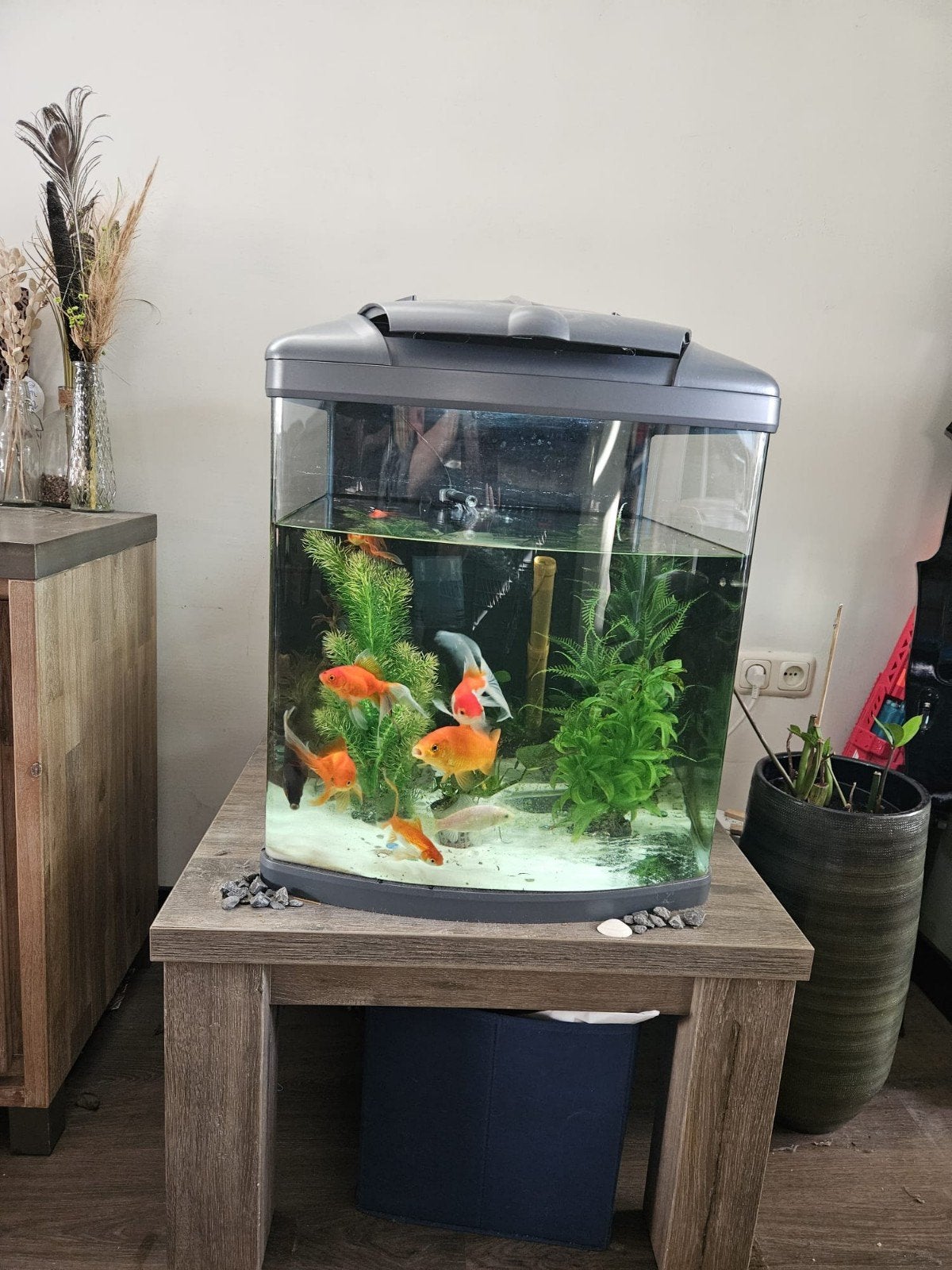 Aquarium compleet inclusief vissen en toebehoren, Dieren en Toebehoren, Ophalen, Sera, Pomp, Gevuld zoetwateraquarium