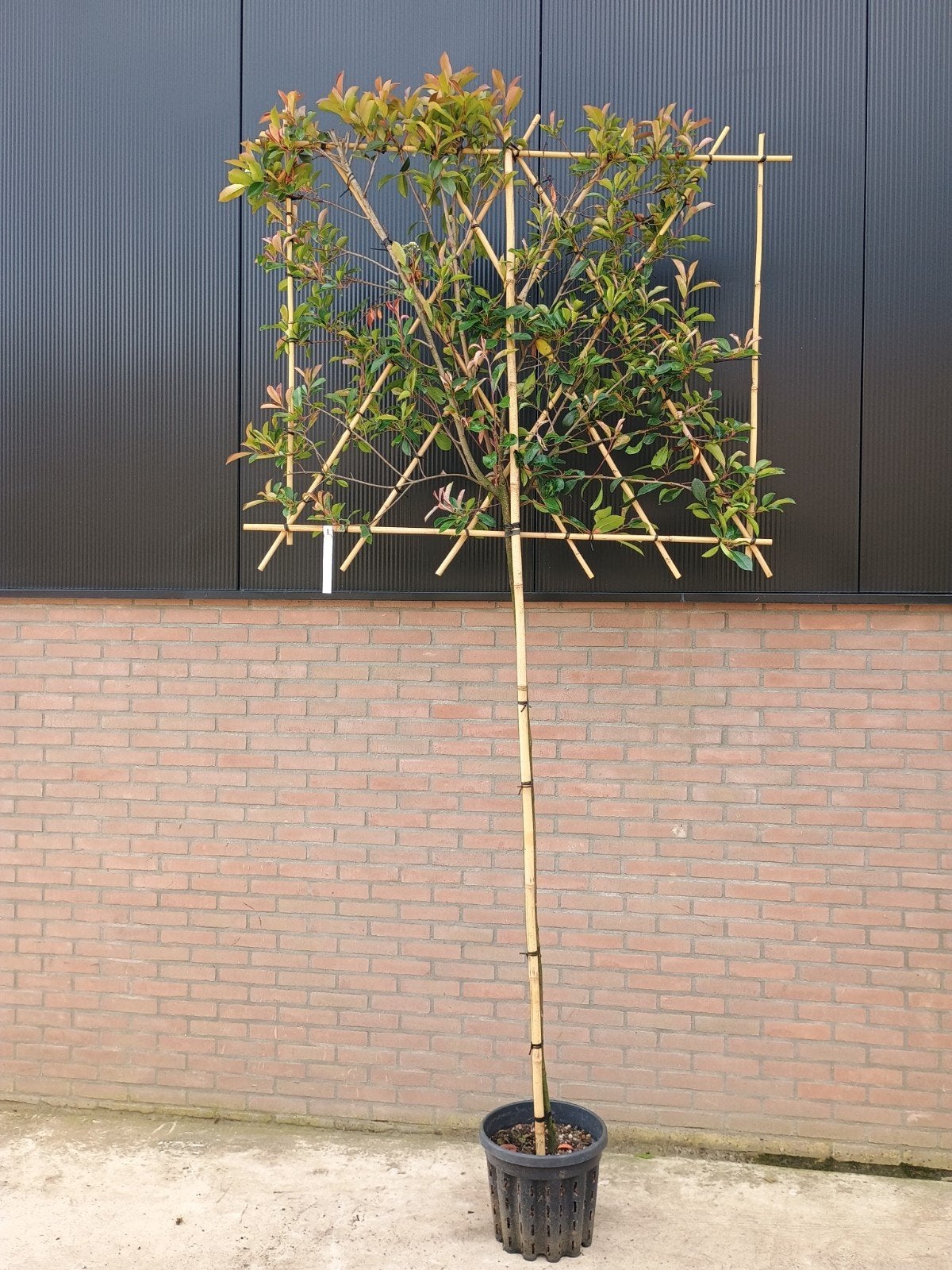 Photinia fraseri Red Robin Leiphotinia (Leiglansmispel), Tuin en Terras, Leiboom, Lente, 100 tot 250 cm, Ophalen