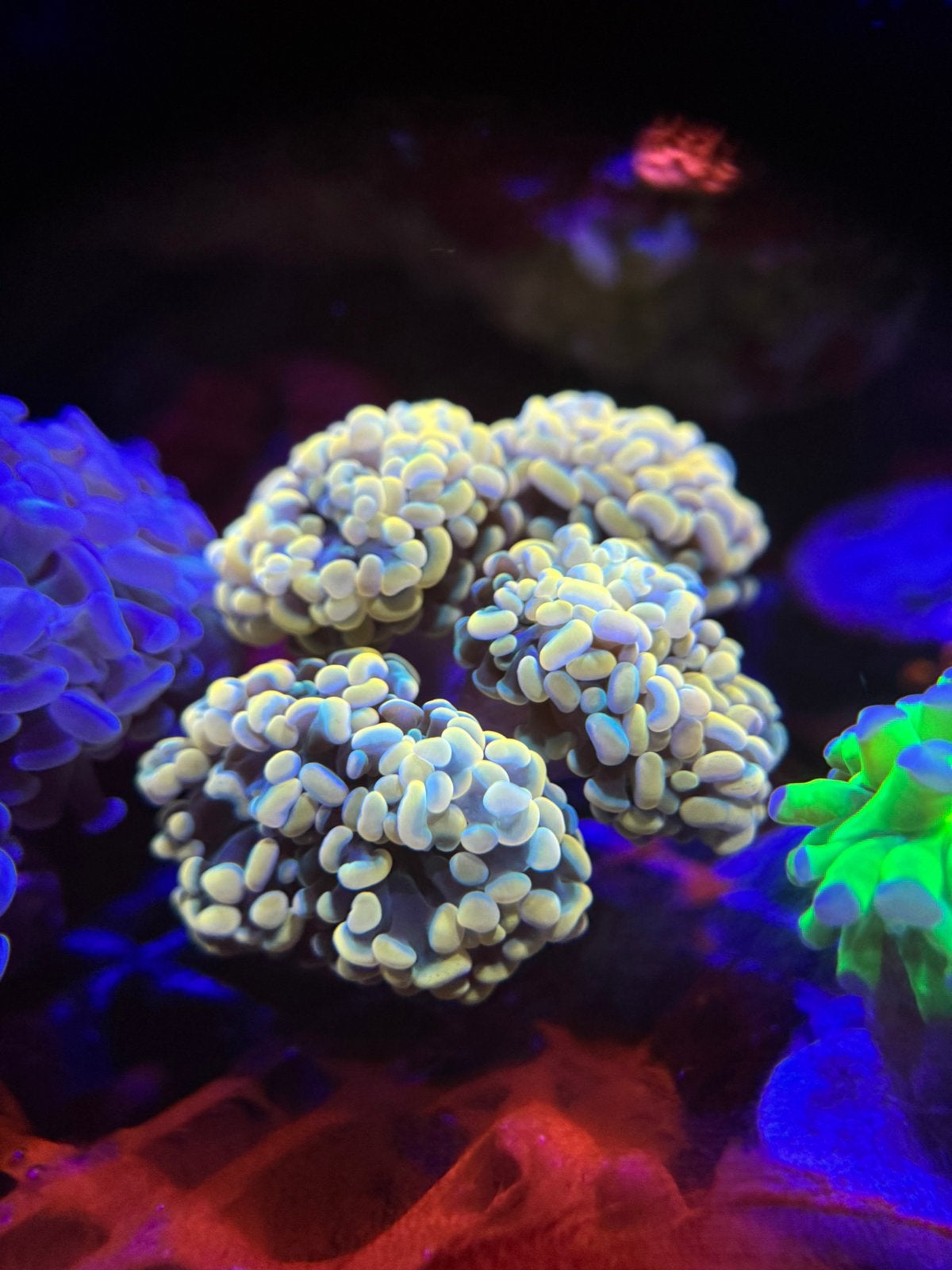 Diverse Euphyllia Hamer koralen te koop vanaf €15 per kop, Overige typen, Zoutwatervis