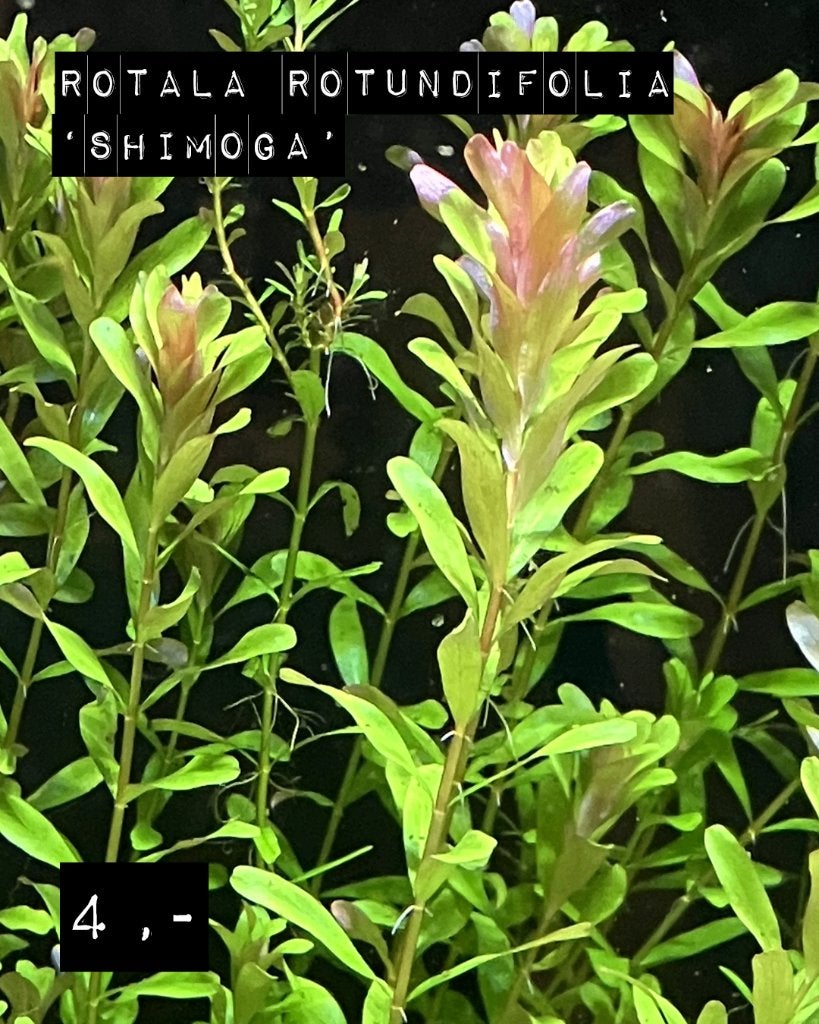 Rotala rotundifolia 'Shimoga', Ophalen of Verzenden, Nieuw, Plant(en), Steen of Hout