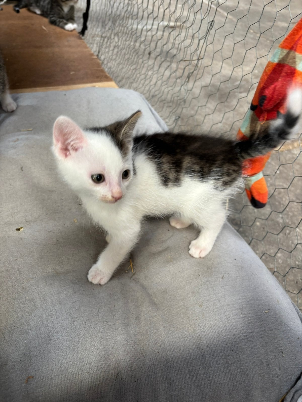 Boerderij kitten, Dieren en Toebehoren, Katten en Kittens | Overige Katten, Poes