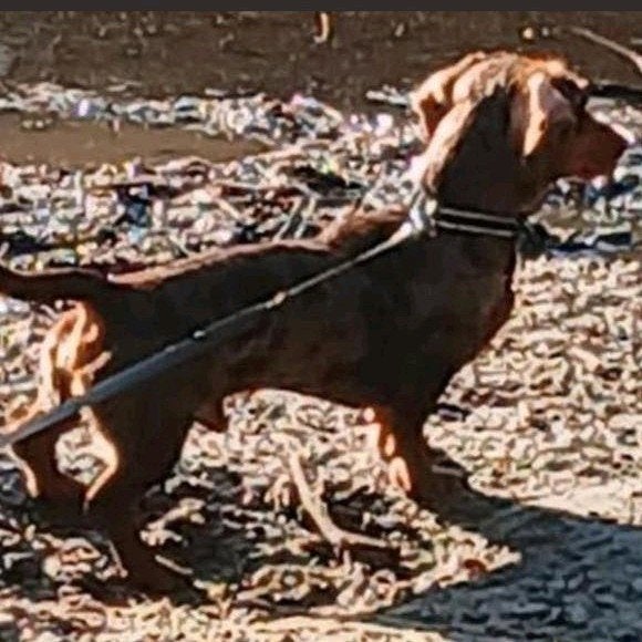 Dwerg teckel Dekreu Niet TeKoop..., Reu, Eén hond, 3 tot 5 jaar, Nederland
