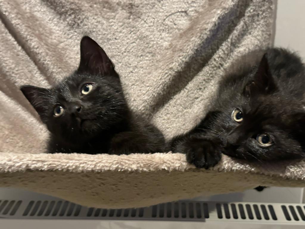 Mooie lieve kittens, Kater, Ontwormd, 0 tot 2 jaar