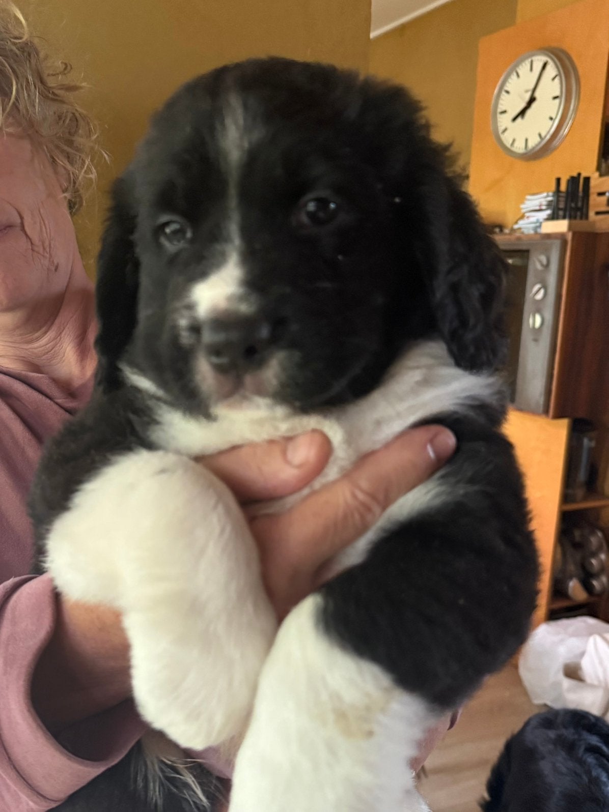 Berner sennen kruizing pups nog 1 reu beschikbaar, Standaard, Langhaar, Meerdere, Meerdere dieren