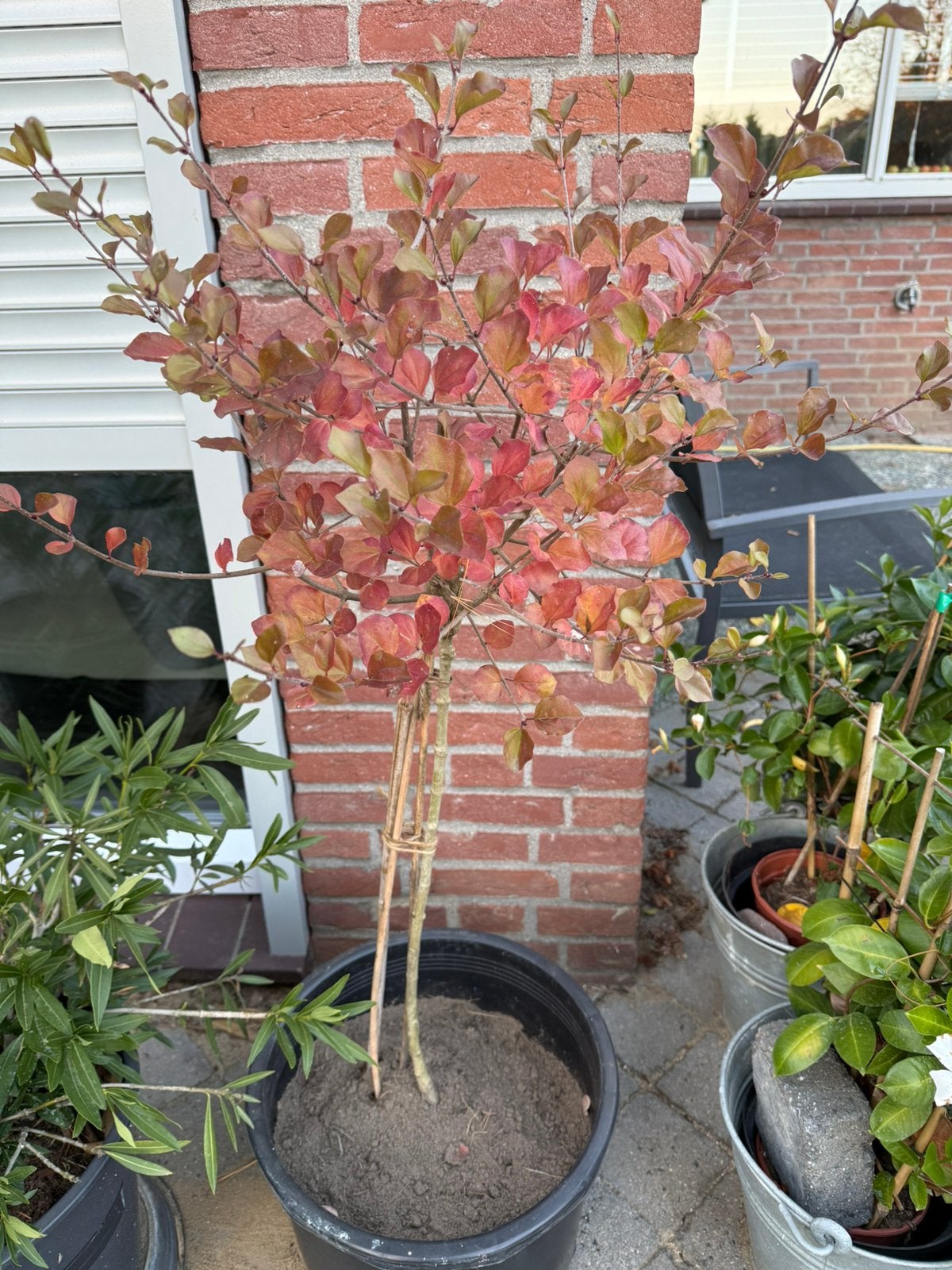 Mini sering op stam palibin, Tuin en Terras, Overige soorten, 100 tot 250 cm, Zomer, Ophalen
