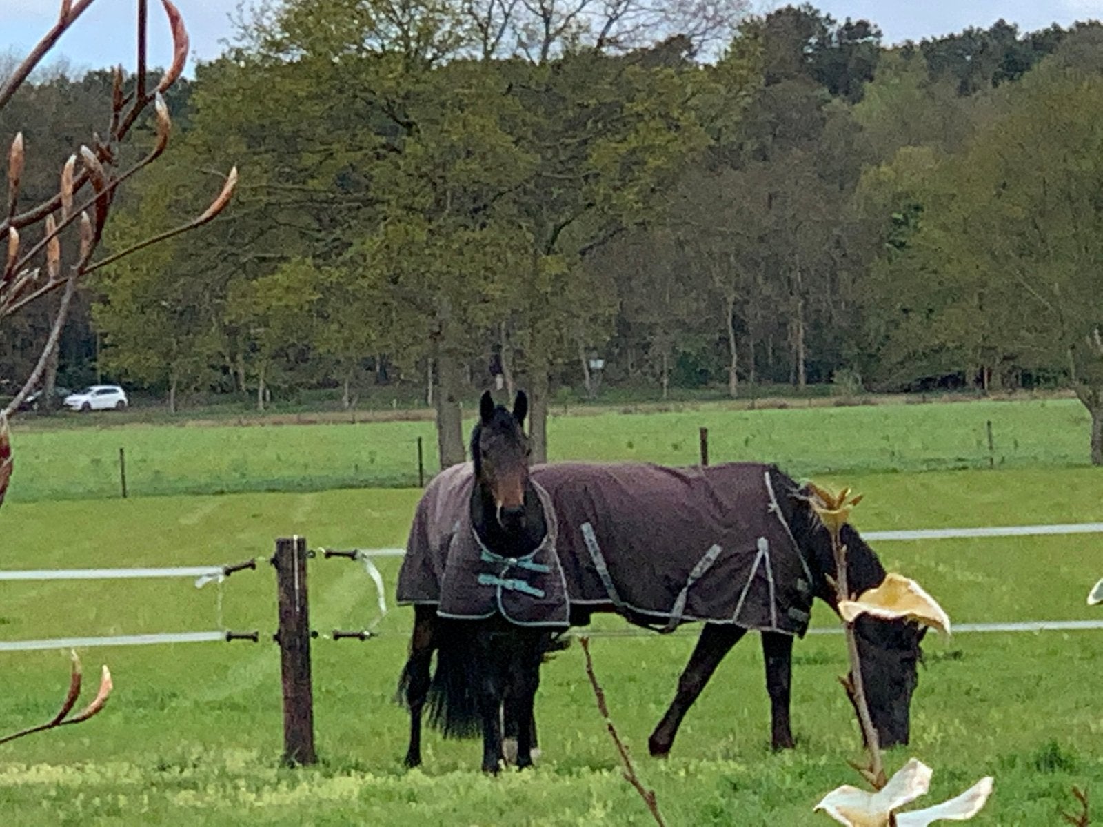 Box vrij op kleine privé - pensionstal veel weide ,aan bos., Dieren en Toebehoren, Stalling, 4 paarden of pony's of meer