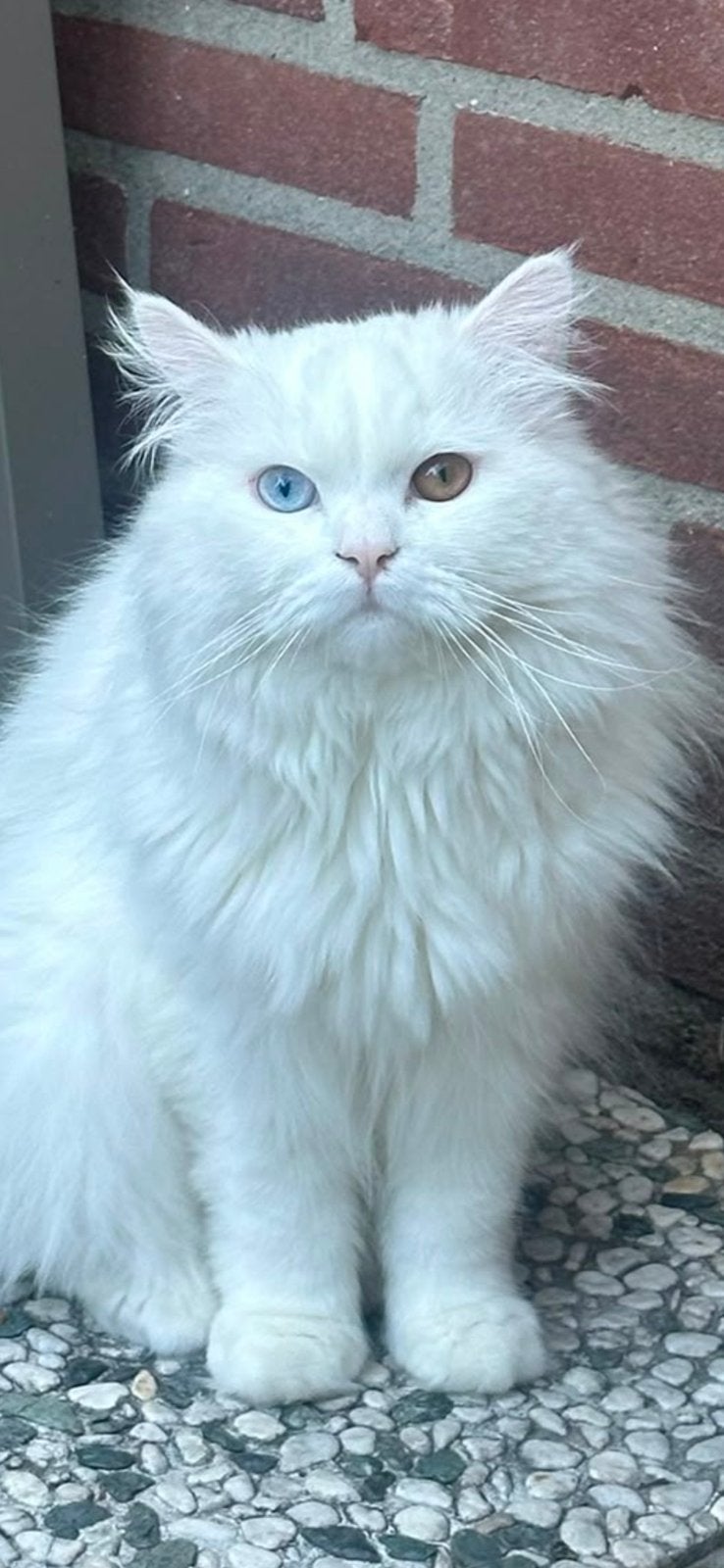 •	Perzische Odd-Eyed kater | 15 maanden | €450, Dieren en Toebehoren, Katten en Kittens | Raskatten | Langhaar, Kater, Gechipt