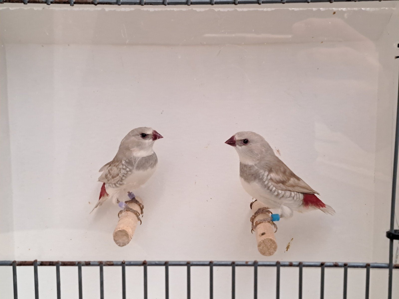 2 diamantvink mannen., Mannelijk, Tropenvogel