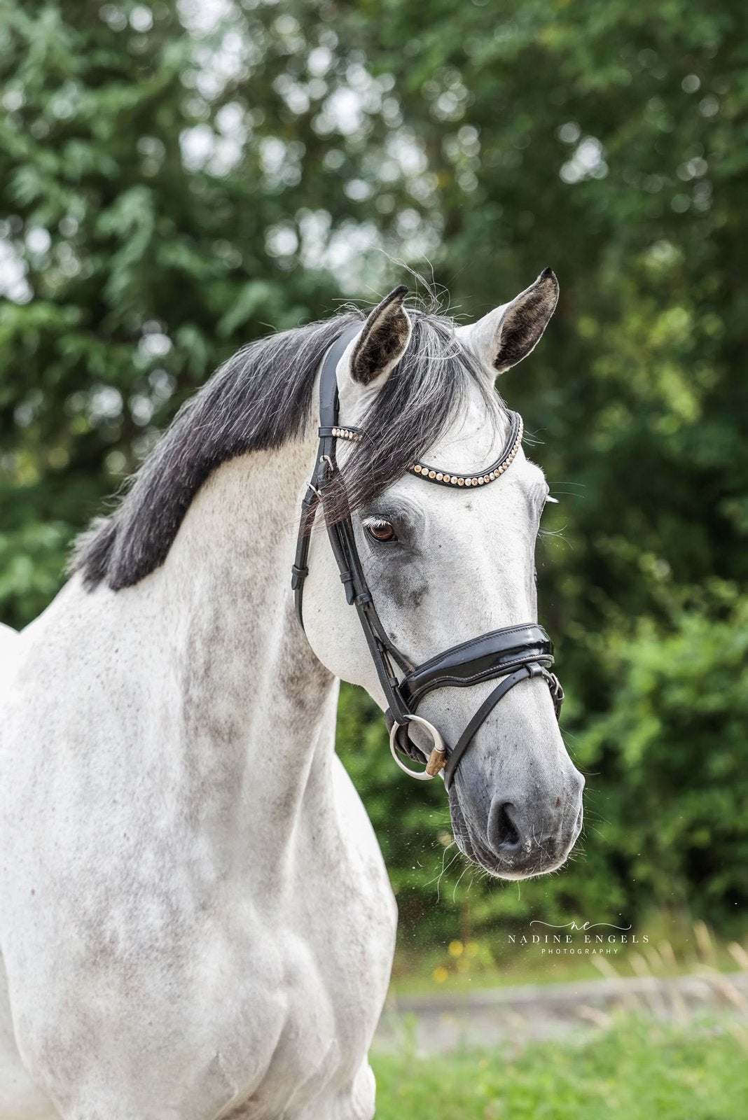 Brave 10 jarige merrie, Merrie, Springpaard, 7 tot 10 jaar, 165 tot 170 cm