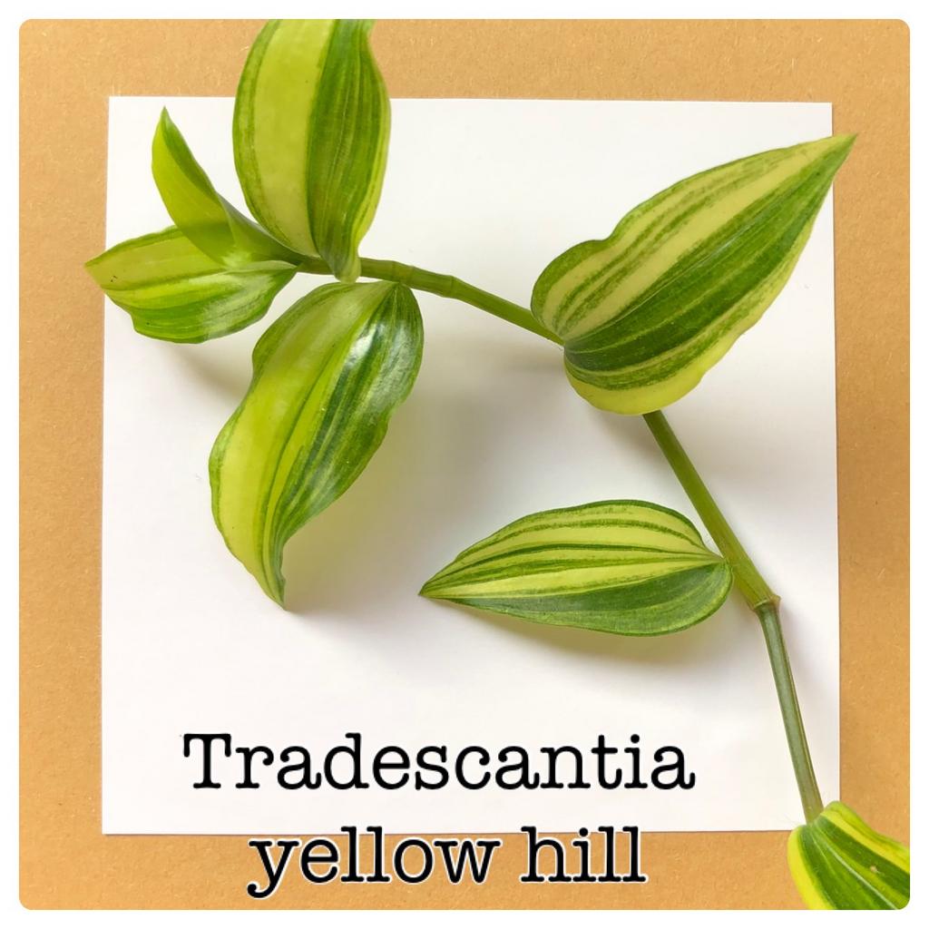 13. tradescantia yellow hill €1,75, Ophalen of Verzenden, Halfschaduw, Minder dan 100 cm