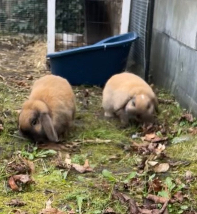 Minilop, Dieren en Toebehoren, Konijnen, Mannelijk, Middelgroot, Hangoor, 0 tot 2 jaar