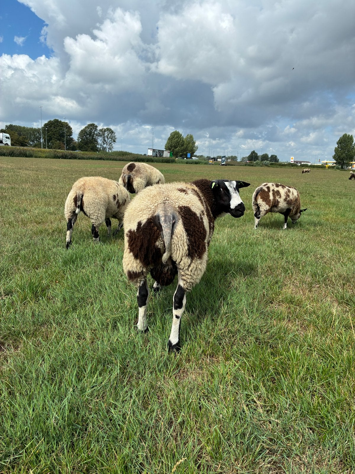 Beste bonte dek ram, Dieren en Toebehoren, Schapen, Geiten en Varkens, Mannelijk, Schaap
