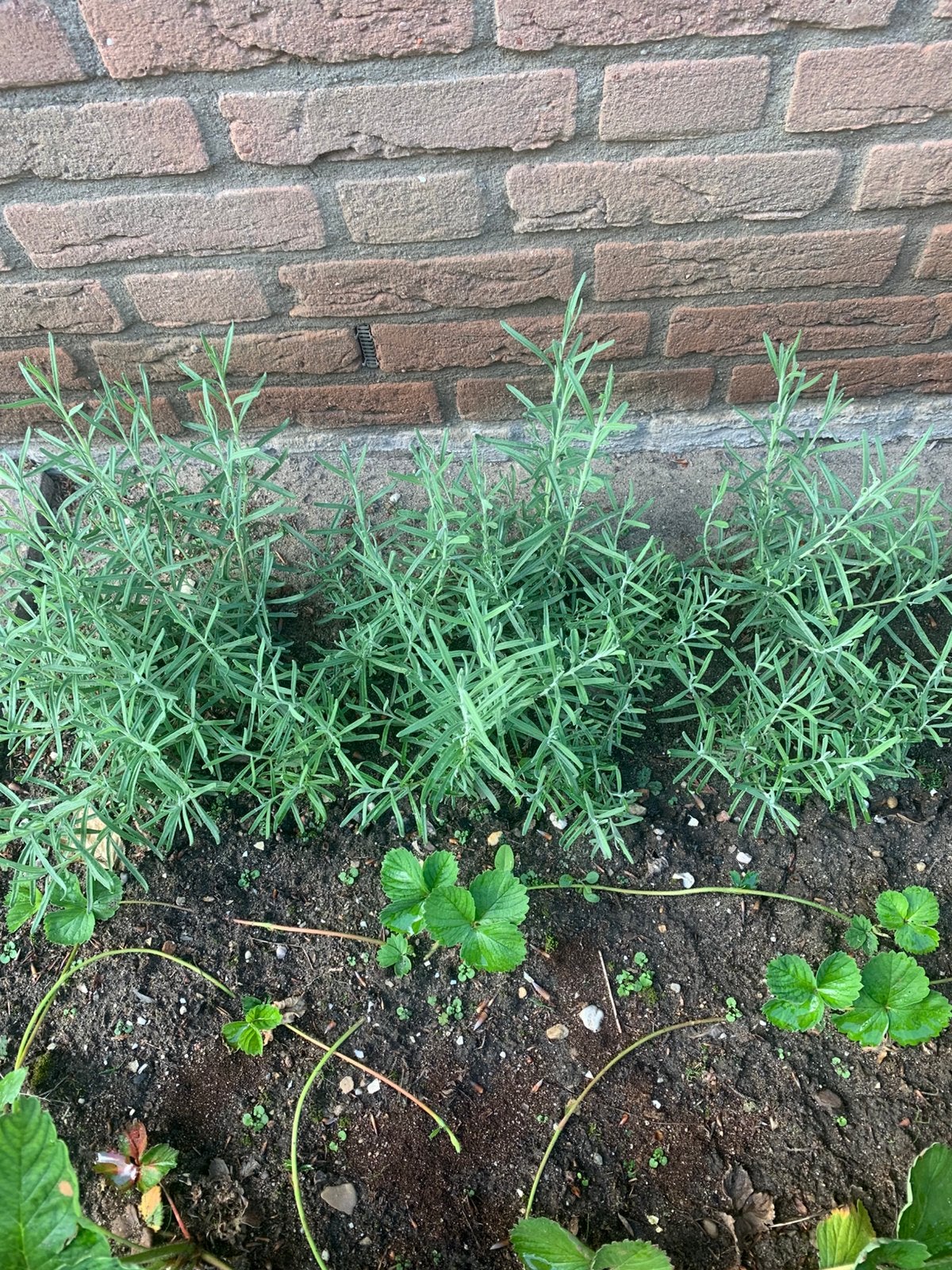 Lavendel plantjes, Ophalen, Overige soorten, Volle zon