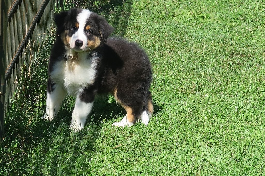 Foto 21 van Leuke Australian Shepherd pups