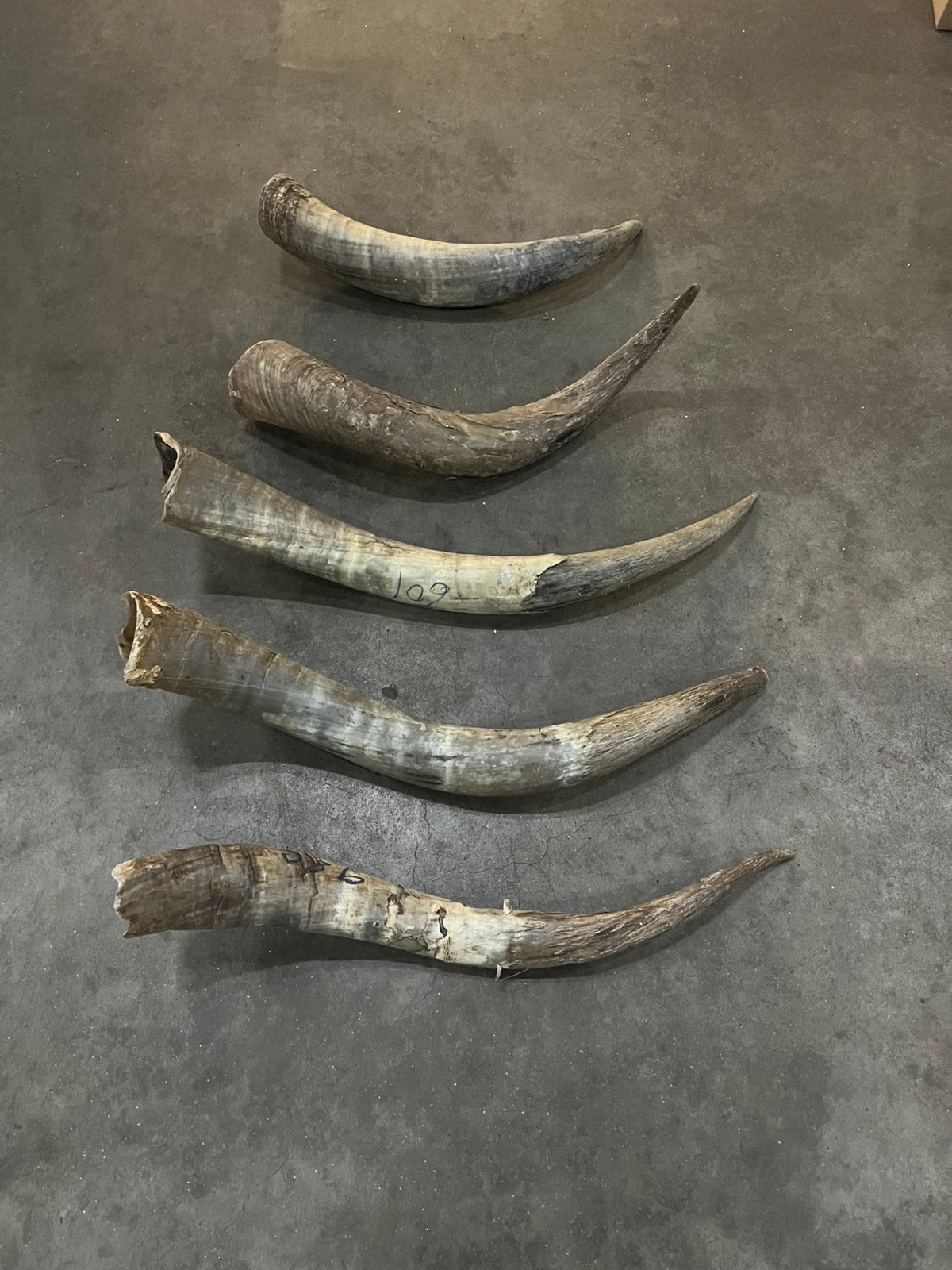 Hoorn,watusi hoorn,ruwe hoorn, Longhorn,