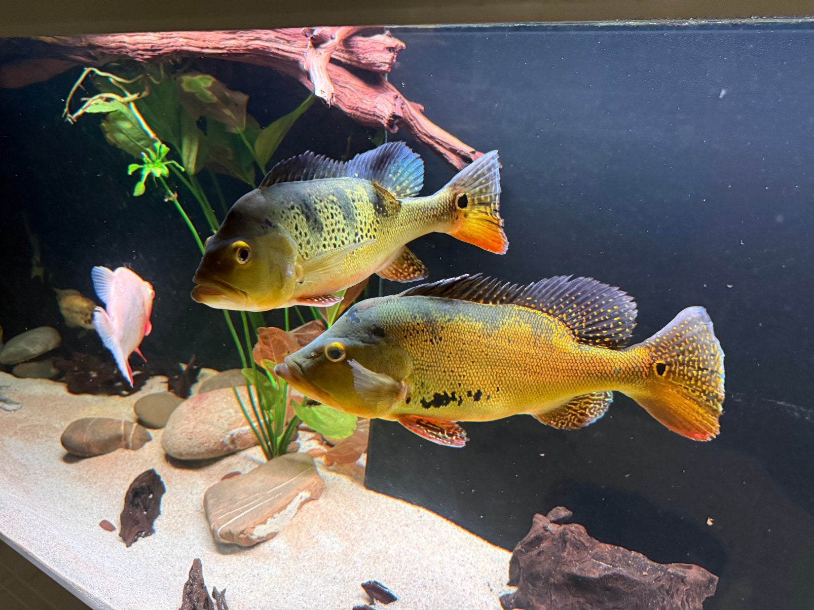Cichla Spider + Cichla Kelberi Peacock Bass – cichliden, Dieren en Toebehoren, Vis