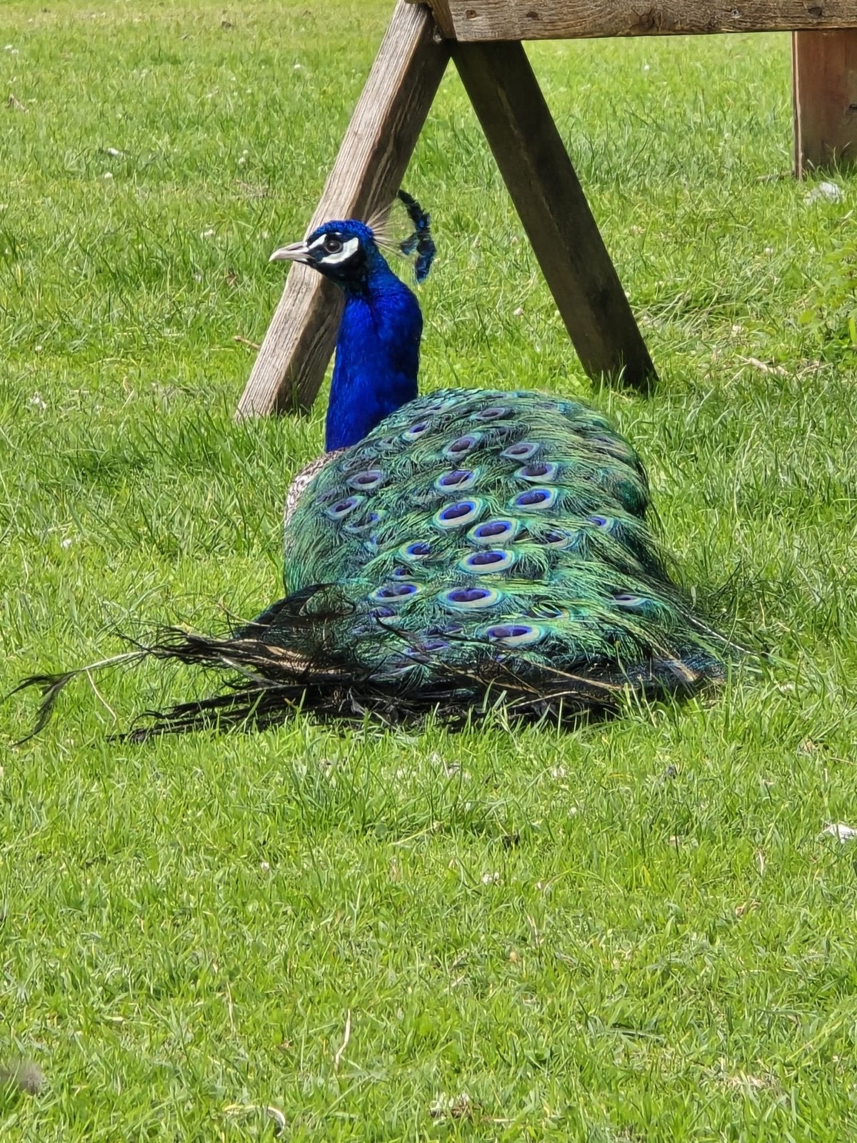 Een prachtige pauw, Dieren en Toebehoren, Vrouwelijk