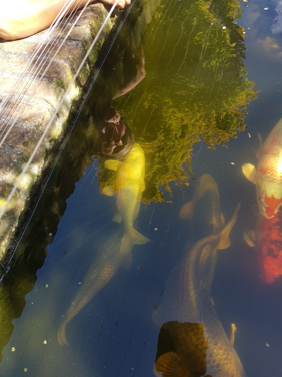 koi karpers, Karper of Koi
