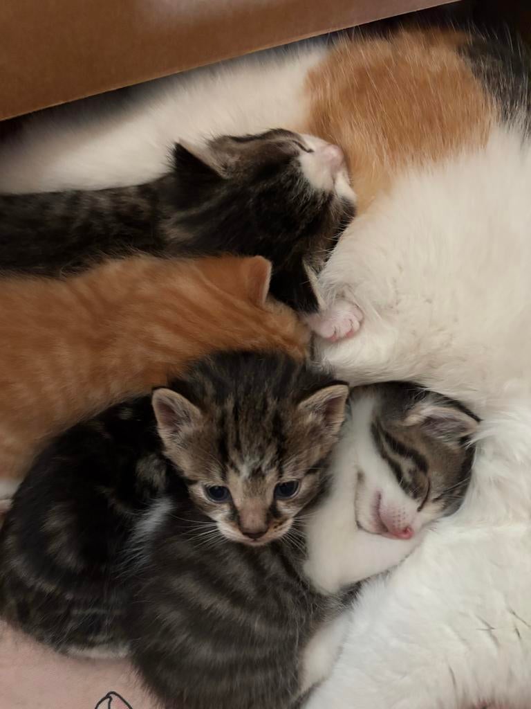3 kittens, Dieren en Toebehoren, Katten en Kittens | Overige Katten, Meerdere dieren, Kortharig, 0 tot 2 jaar