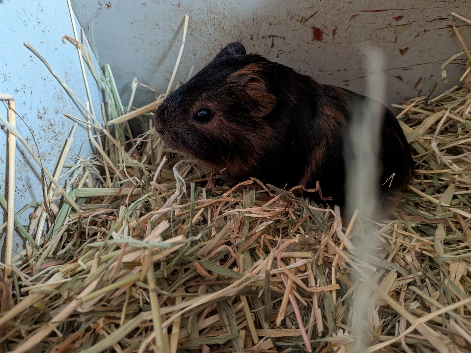 cavia, Dieren en Toebehoren, Cavia, Mannelijk, Tam, September