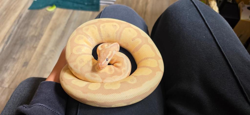 Mannelijke ballpython met evt. Terrarium Ball Python - male for sale from Kimberly Voort