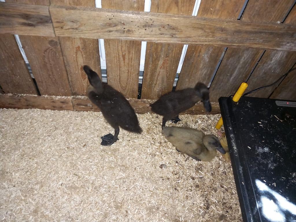 Laatste 3 Indische loopeend kuikens van 19 april, Dieren en Toebehoren, Pluimvee, Meerdere dieren, Eend