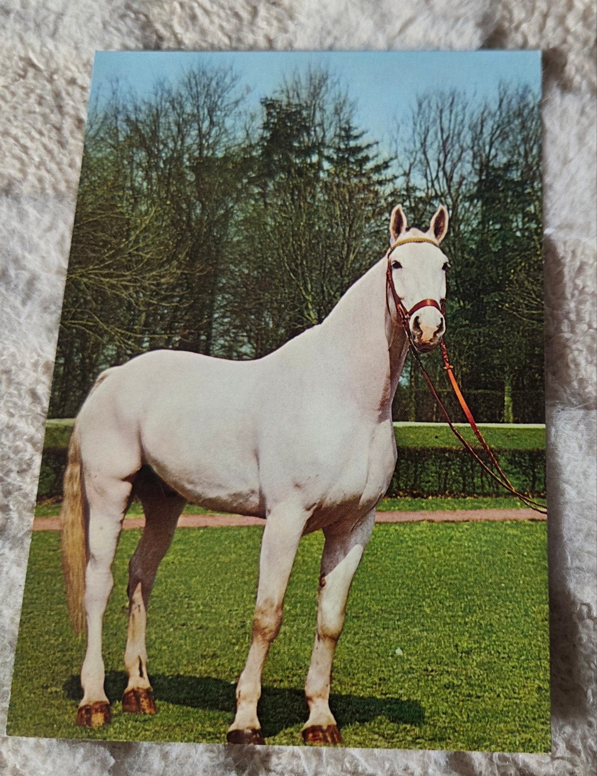 Vintage Ansichtkaart Wit Paard, Verzenden, 1960 tot 1980, Ongelopen, Paard