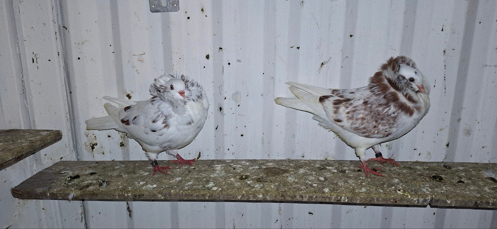 Tekoop sierduiven Oudhollands kapucijnen duiven, Dieren en Toebehoren, Meerdere dieren, Overige soorten