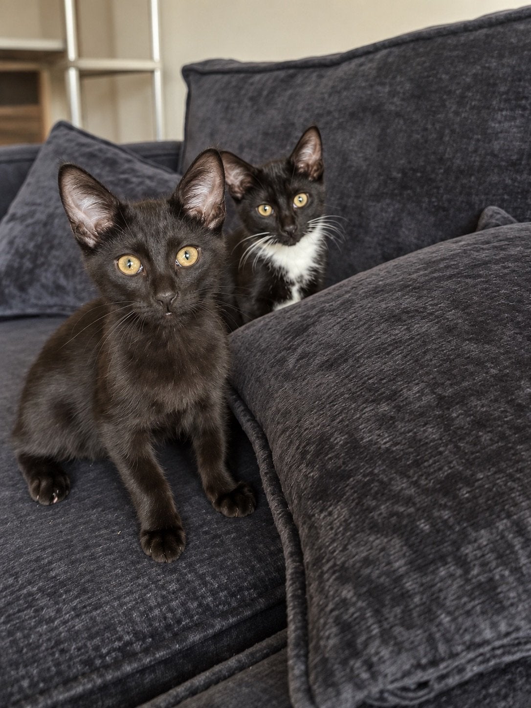 Halve rusjes moeder met stamboom, Dieren en Toebehoren, Poes, Met stamboom