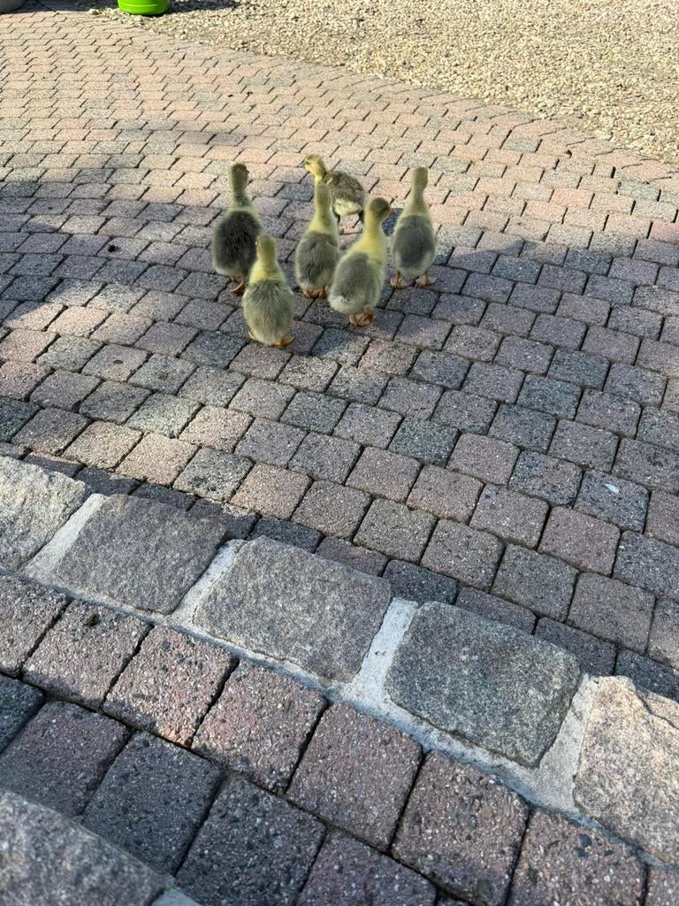 Ganzenkuikens drie weken oud, Dieren en Toebehoren, Pluimvee, Geslacht onbekend, Gans of Zwaan