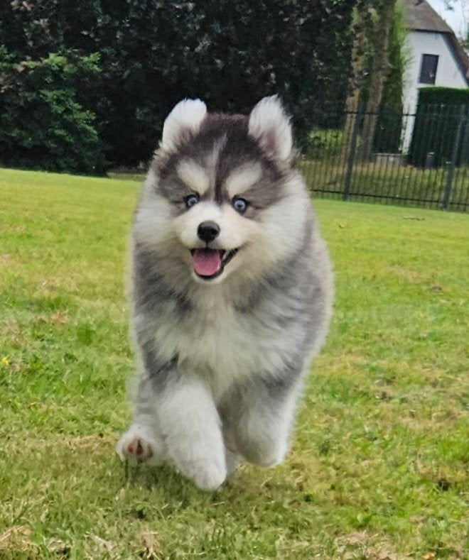 Schitterende Pomsky pups F2 met blauwe oogjes mini Husky, Dieren en Toebehoren, Honden | Poolhonden, Keeshonden en Oertypen, 8 tot 15 weken