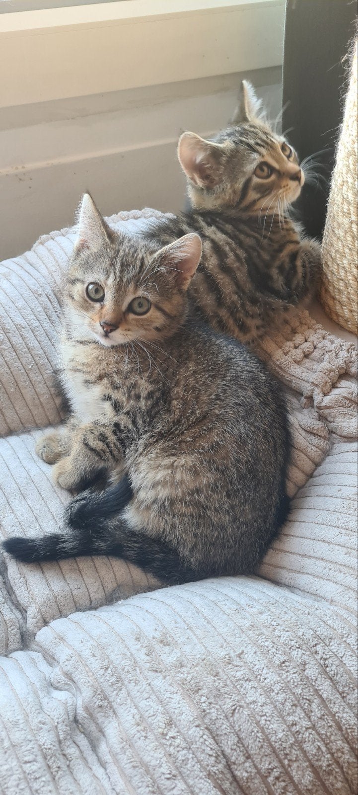 2 lieve kittens, Meerdere dieren, Gechipt, 0 tot 2 jaar