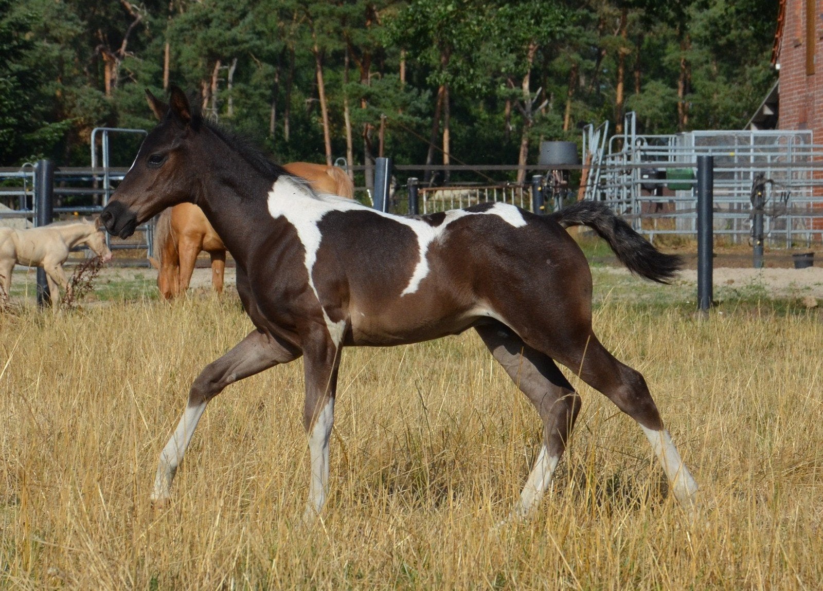 American Paint Horse Hengstveulen Black Tobiano, Dieren en Toebehoren, Minder dan 160 cm, Met stamboom, Niet van toepassing, 0 tot 2 jaar