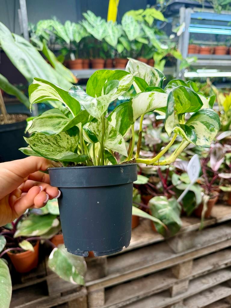 Epipremnum Mnjula p12, Huis en Inrichting, Kamerplanten, Ophalen of Verzenden