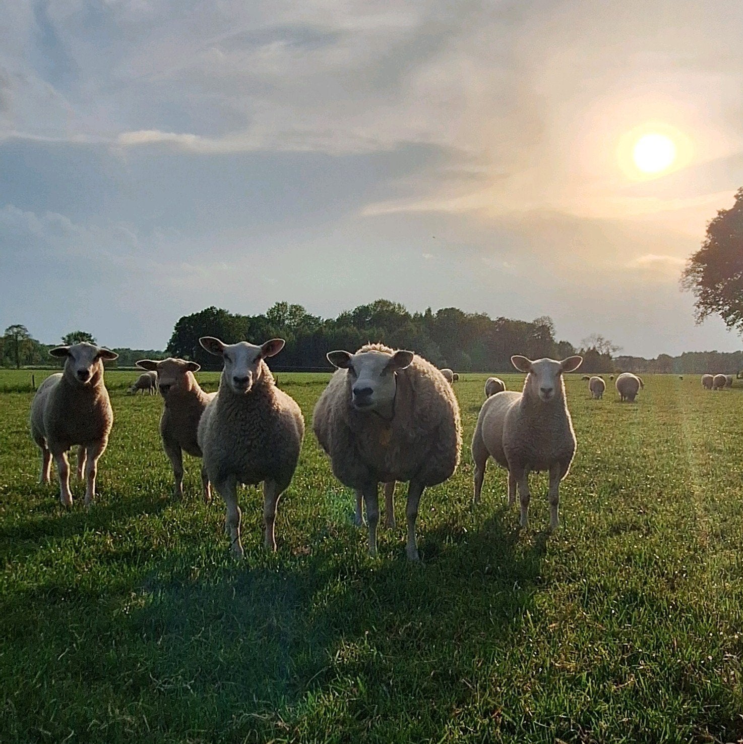 Swifter ooi lammeren, Vrouwelijk, Schaap, 0 tot 2 jaar