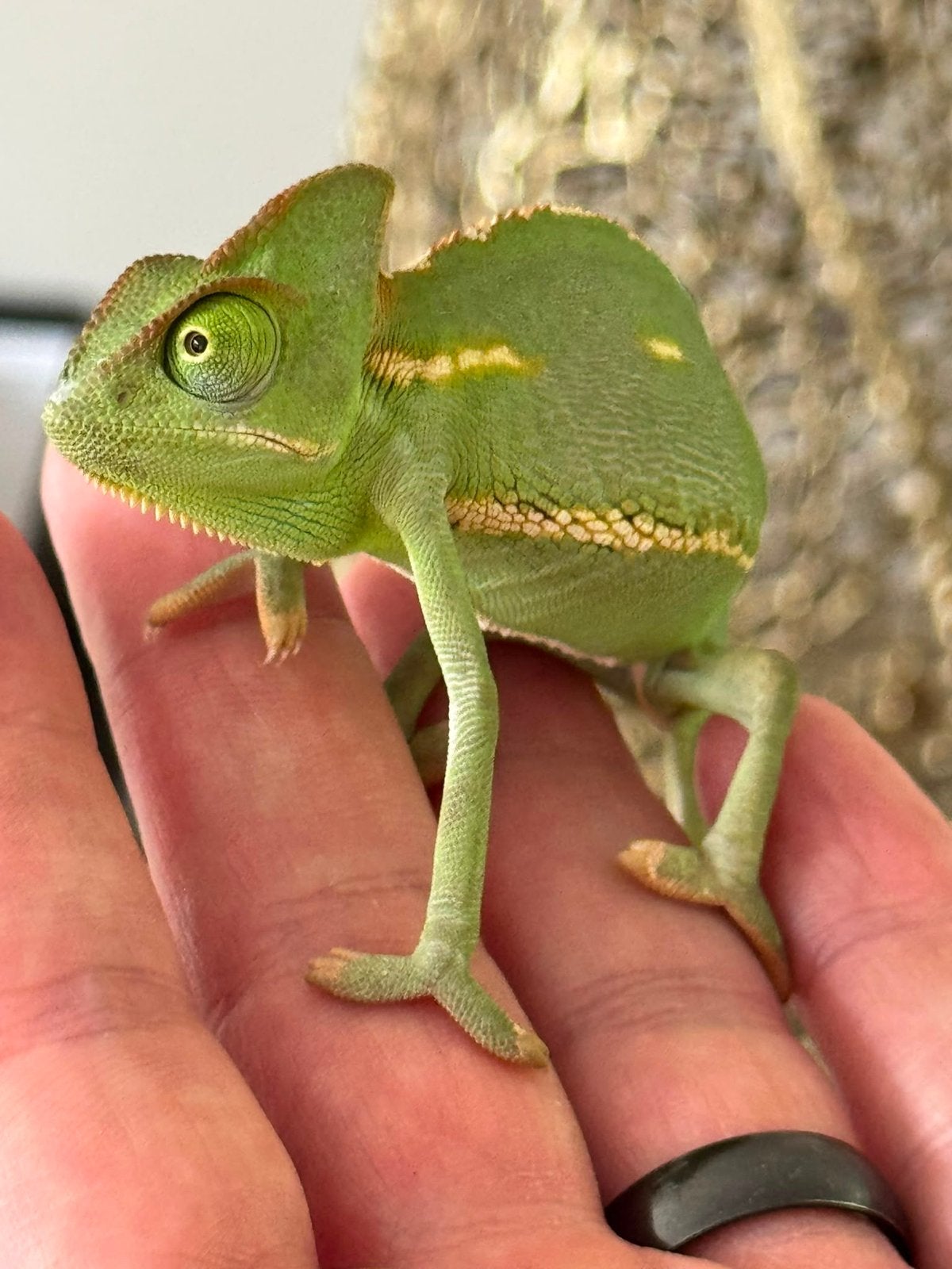 Yemen kameleon jong Chameleon - unknown for sale from Lisa
