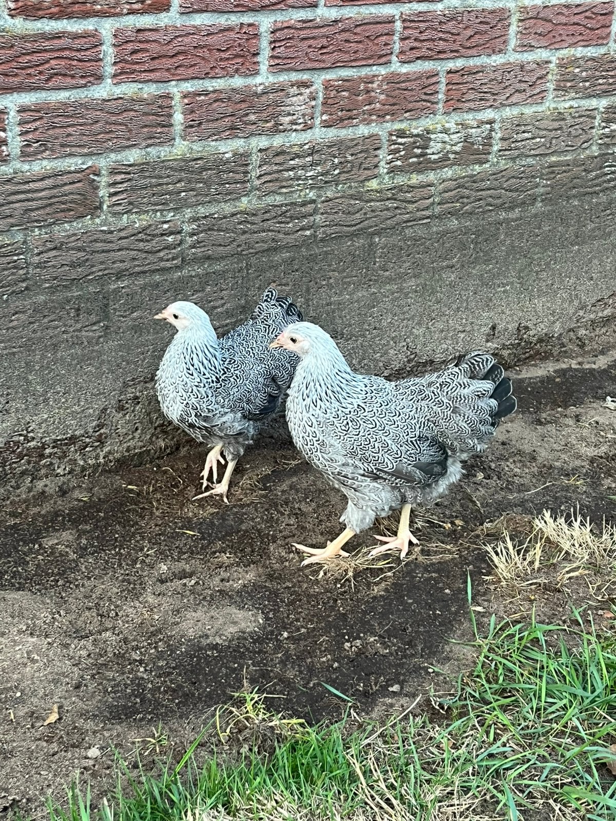 Wyandotte meerzomig zilver patrijs hennen, Dieren en Toebehoren, Pluimvee, Vrouwelijk, Kip