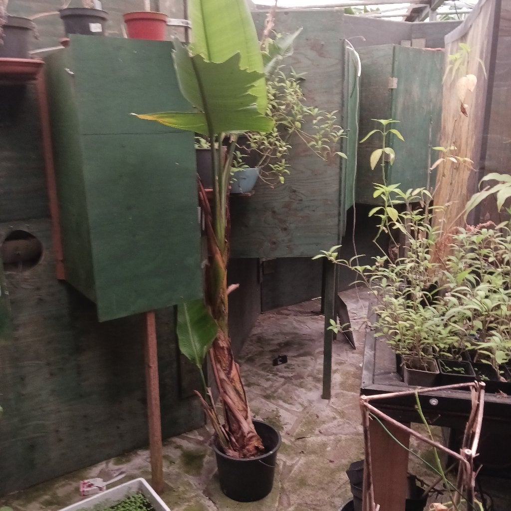 Strelitzia nicolai ca 2,5 meter hoog, Ophalen, 200 cm of meer, Overige soorten, Bloeiende kamerplant