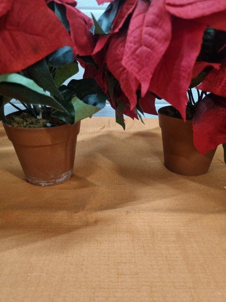 kerststerren kunstplanten volle planten, Ophalen of Verzenden, 'T Olde Gre-j, Info@toldegrej.nl, Endepoelstraat 20f Didam