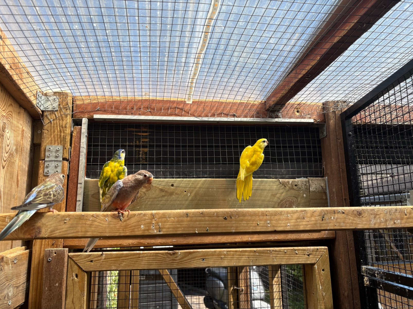 Kopoel splendids, Meerdere dieren, Kleurkanarie