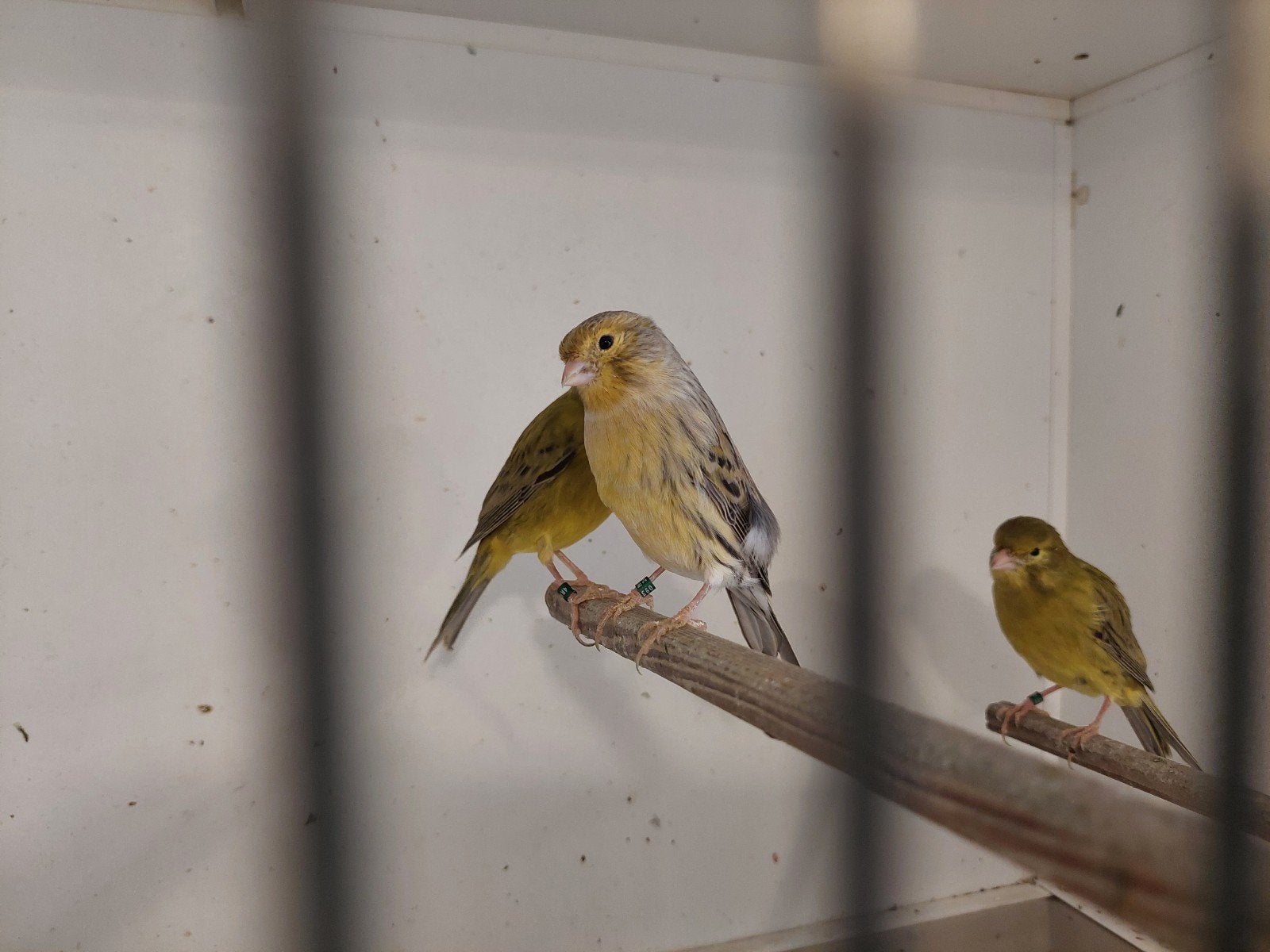 3 mannen agaat, Mannelijk, Kleurkanarie