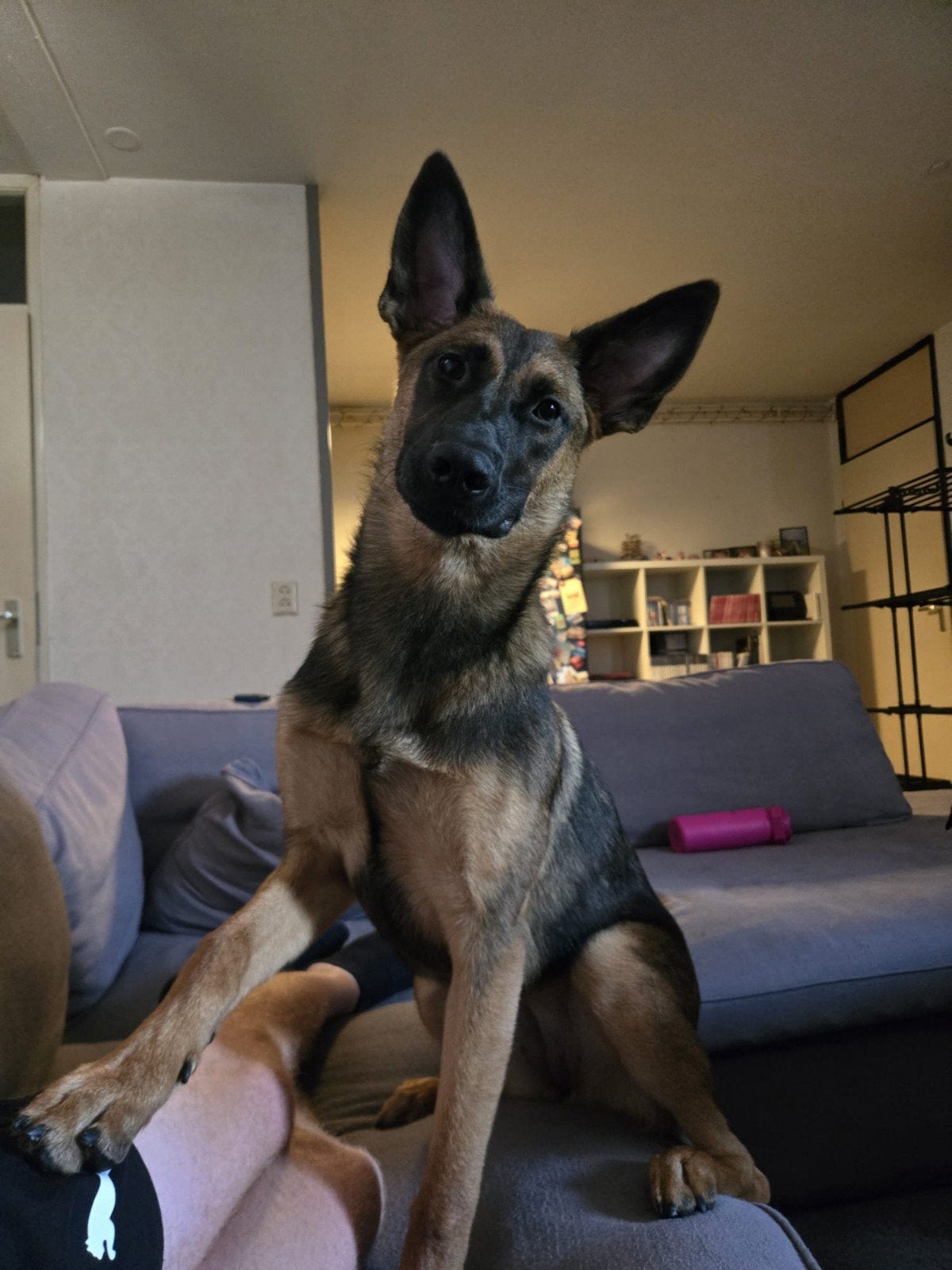 mechelse/duitse herder 7 maanden, 15 weken tot 1 jaar, Teef, Eén hond, Herder