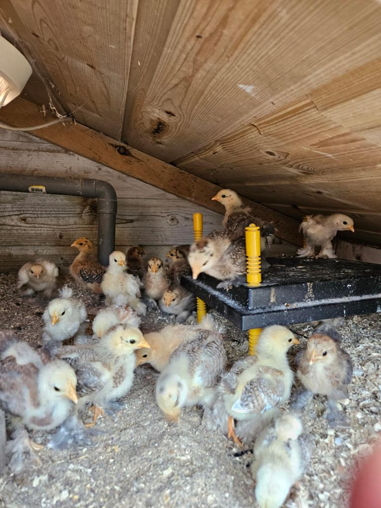 Cochin krielen, Meerdere dieren, Kip